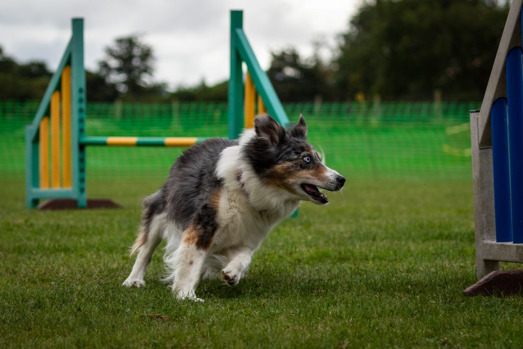 Comment dresser son chien ?