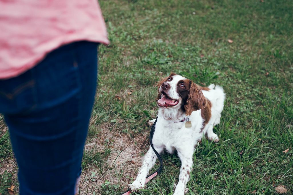 Comment dresser son chien sois-meme